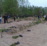 Формирование современной городской среды. Разбивка и планировка клумб под посадку живой изгороди, высадка саженцев бирючины - Администрация Лиманского района